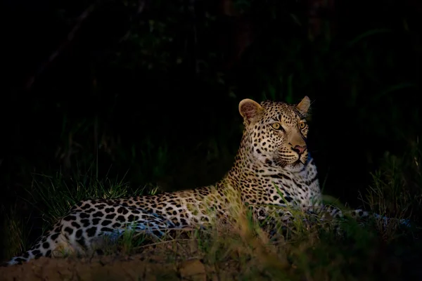 Leopardo deitado na escuridão — Fotografia de Stock