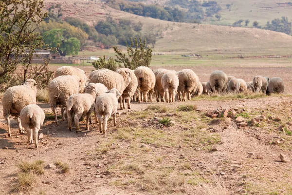 Sheep walking on farm — Stock Photo, Image
