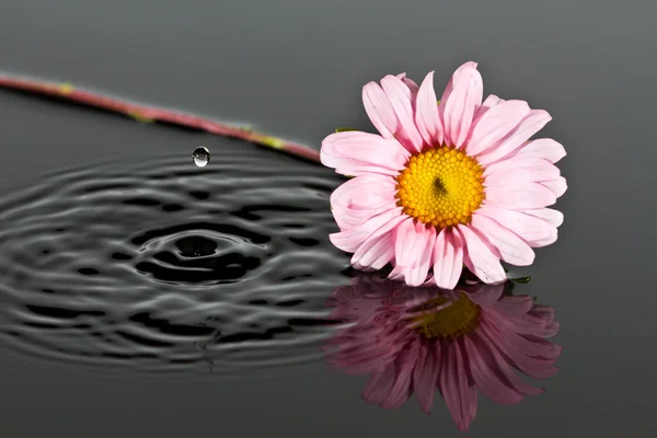 Pequena flor rosa colocada na água — Fotografia de Stock