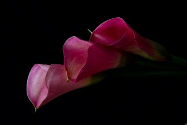 Üç arum lily pembe