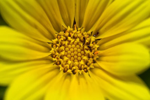 Makro av gul blomma — Stockfoto