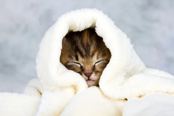 Havlu kapalı yavru kedi — Stok fotoğraf