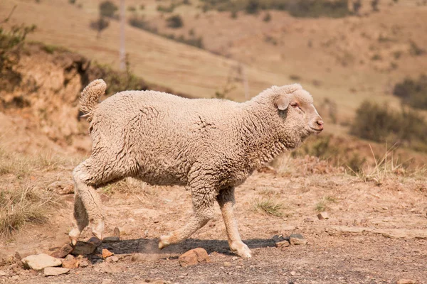 Sheep walking on farm — Stock Photo, Image