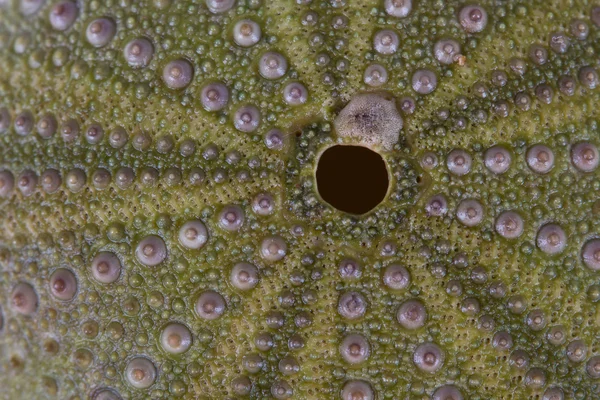Зелене море урчин макрос — стокове фото