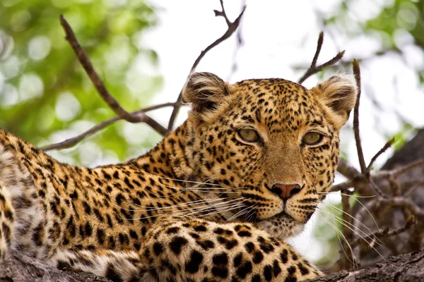 Leopard liggande i träd — Stockfoto