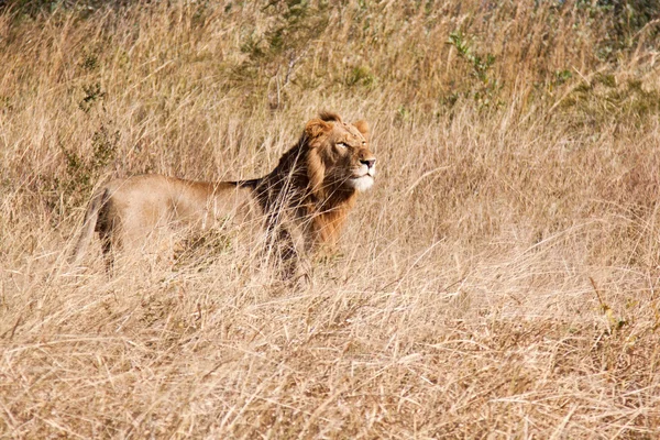 Leone maschio cammina in erba marrone — Foto Stock