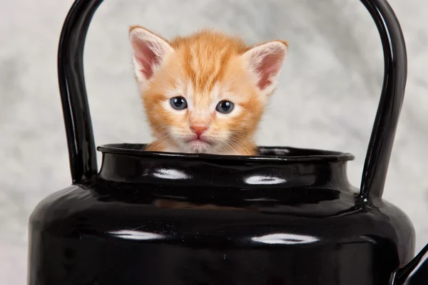 Gatito en tetera negra — Foto de Stock