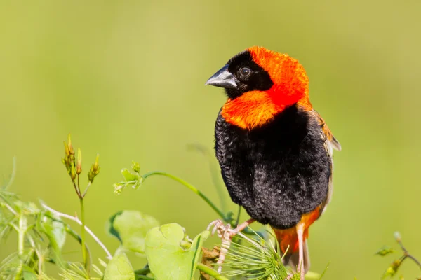 Bispo vermelho sentado na grama — Fotografia de Stock