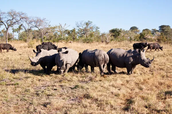 Rhino herd standing on grass plain — Stock Photo, Image