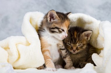 havlu kapalı yavru kedi