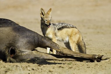ölü wildebeest yeme siyah yedeklenmiş çakal