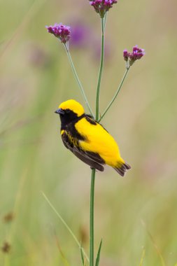 Altın bishop çimlere oturup