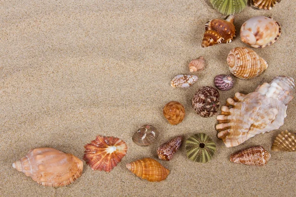 Sea shells in studio — Stock Photo, Image