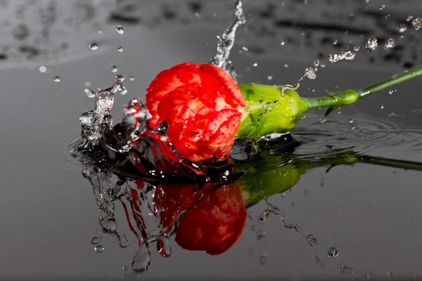 Röd blomma falla i vatten — Stockfoto
