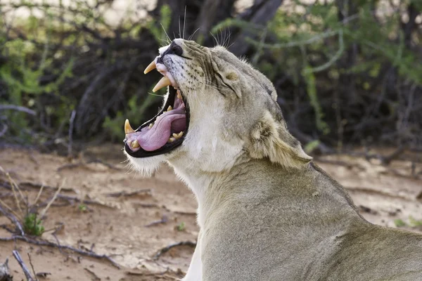 Dişi aslan esneme ile diş — Stok fotoğraf
