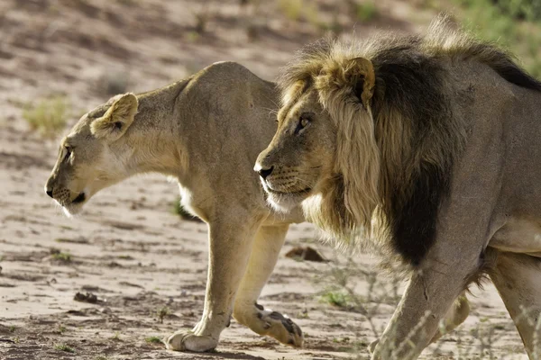 Lion mâle et lionne chasse — Photo