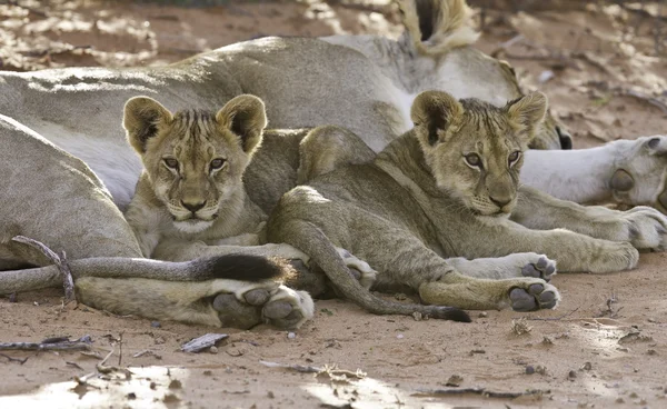 Lioness with cubs — Stock Photo, Image