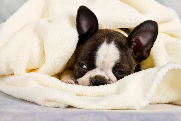 Boston terrier sleeping in white towels — Stock Photo, Image