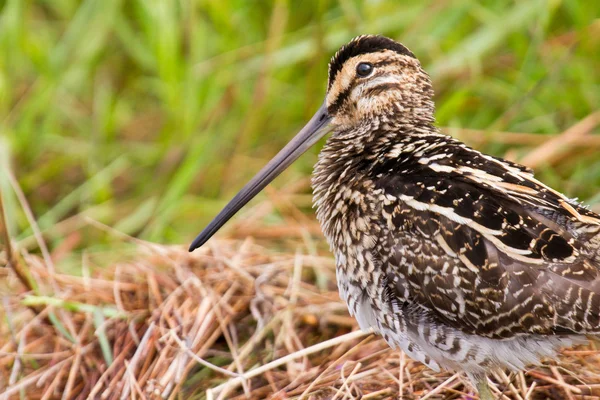 African snipe in wetland — Stock Photo, Image