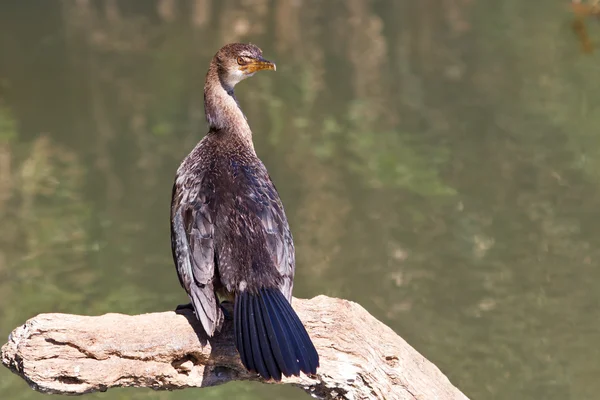 リードカワウ乾燥するブランチ上に座る — ストック写真