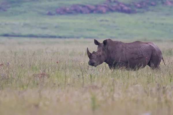 Στέκεται ρινόκερο στη φύση — Φωτογραφία Αρχείου
