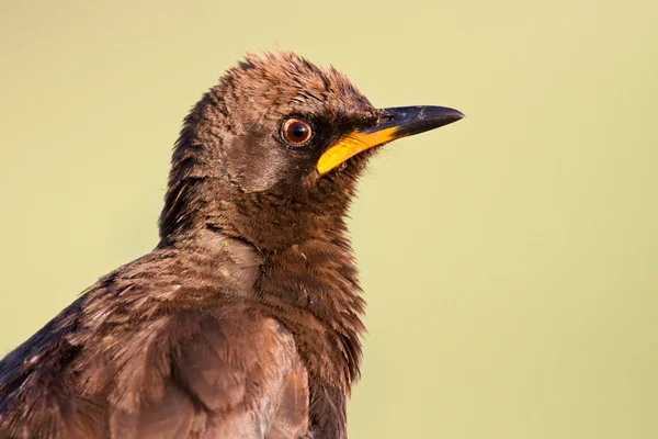 Pied starling closeup retrato — Fotografia de Stock