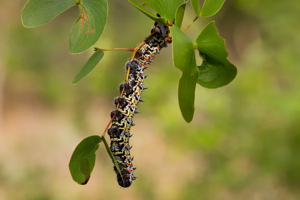 Mopane kurt yaprak üzerinde — Stok fotoğraf