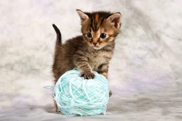 Gatinho brincar com lã — Fotografia de Stock