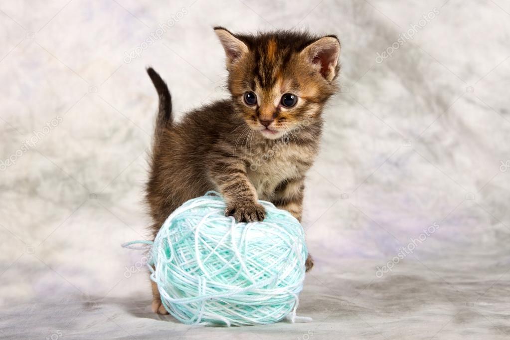 Kitten play with wool