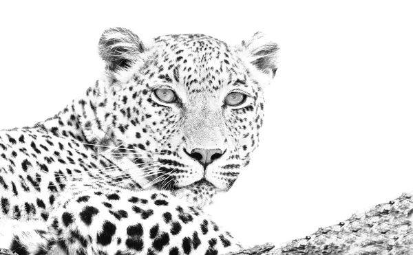 Leopardo deitado em árvore chave alta — Fotografia de Stock