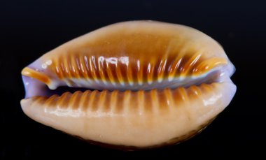 Deniz kabukları Studio