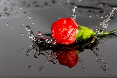Kırmızı çiçek suya düşmek