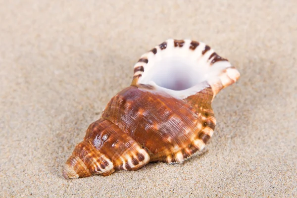 Conchas do mar em estúdio — Fotografia de Stock