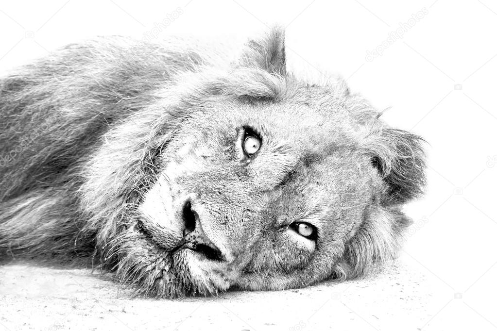 Lion resting on sand high key