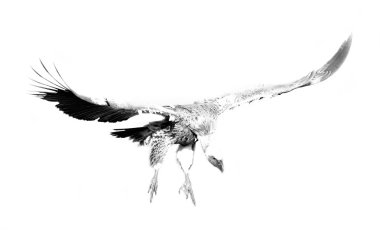 açılış cape griffon