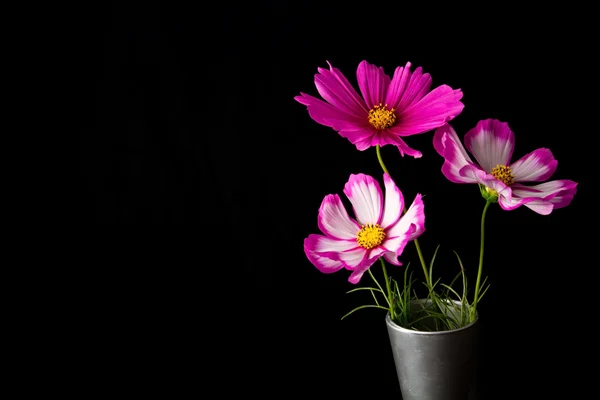 Cosmos rosa e flor branca — Fotografia de Stock