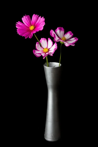 Kosmos růžový a bílý květ — Stock fotografie