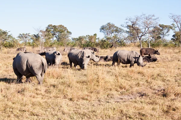 Rhino herd standing on grass plain — Stock Photo, Image