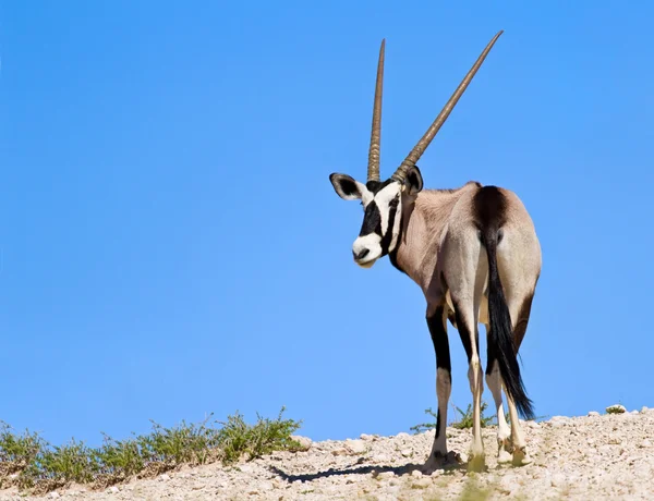 Oryx pastando en el desierto — Foto de Stock