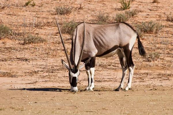 Oryx weidet in der Wüste — Stockfoto