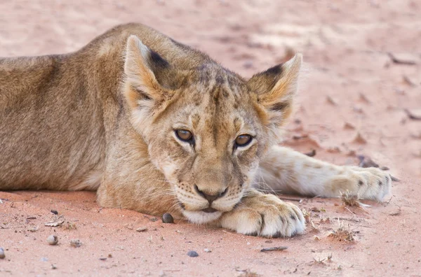 Lion cub feküdt barna homok — Stock Fotó