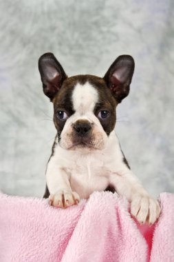 boston terrier yavrusu kutudan arıyorsunuz