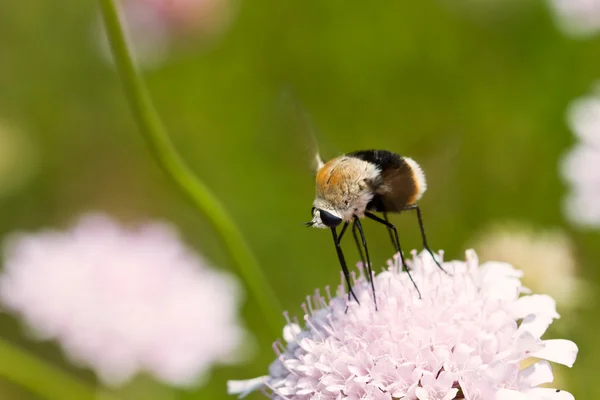 紫の花の上に座って茶色のバグのマクロ — ストック写真