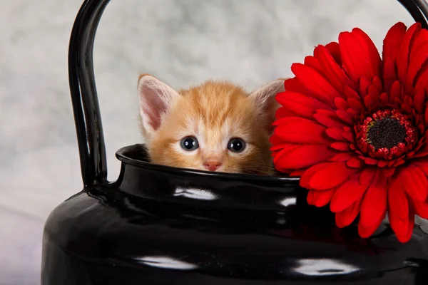 Kitten in black kettle — Stock Photo, Image