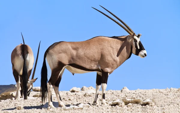 Oryx weidet in der Wüste — Stockfoto