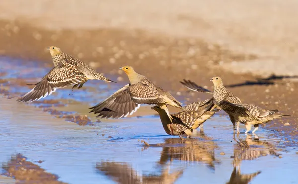 Namaqua sandgrouse drinking water — Stock Photo, Image