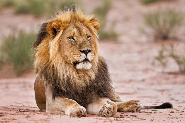 Mannetjes leeuw lag in kgalagadi — Stockfoto