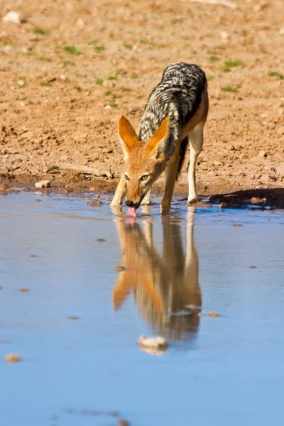 Jackal drinking water — Stock Photo, Image