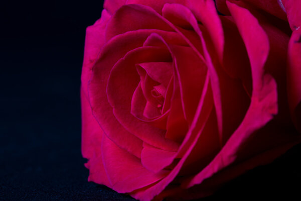 Pink rose macro on black background soft light detail