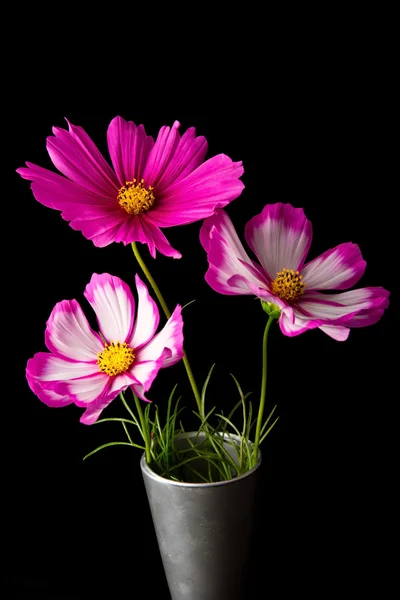 Cosmos rosa e flor branca — Fotografia de Stock